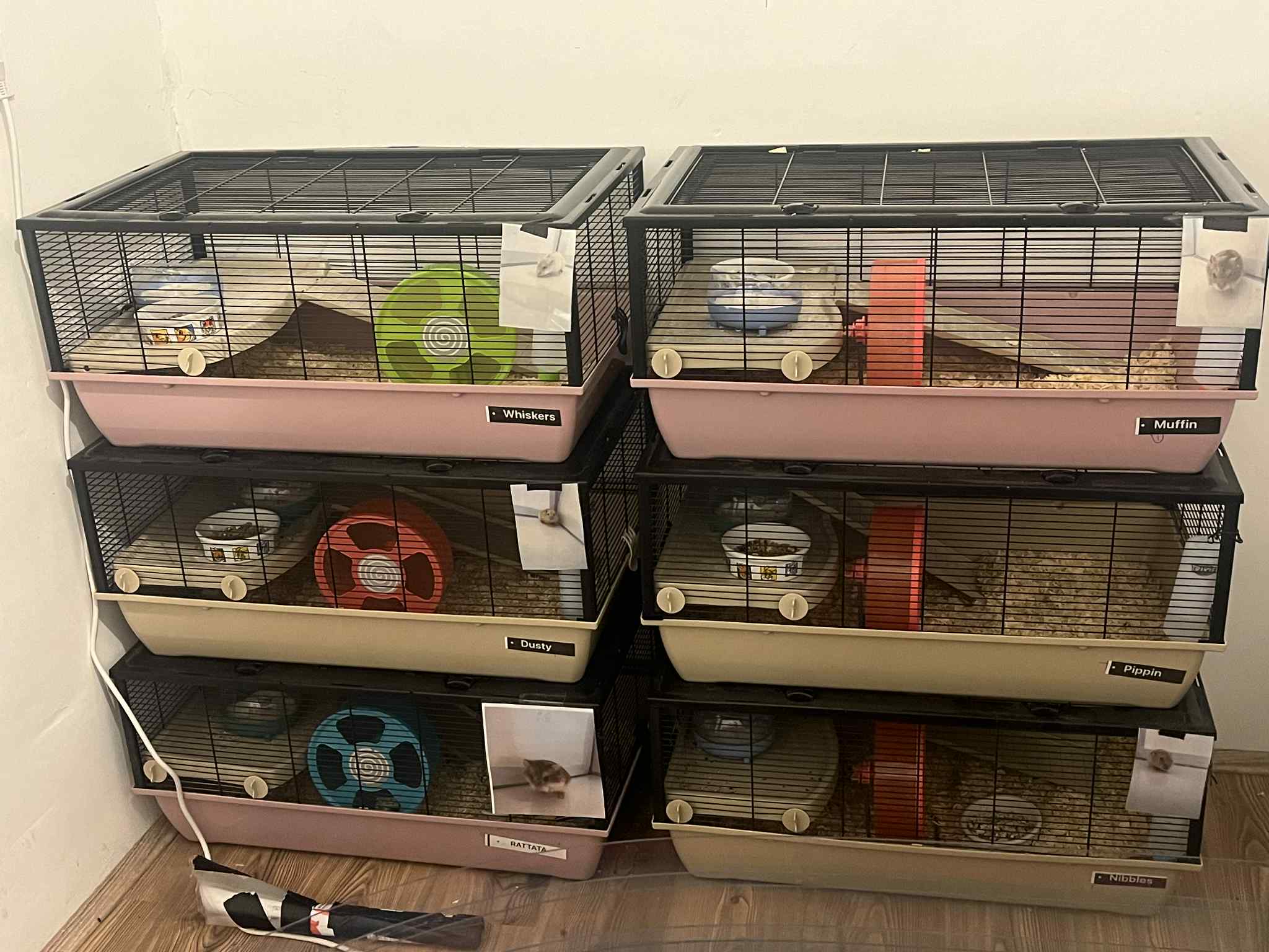 Luxury hamster habitat with comfortable bedding and toys